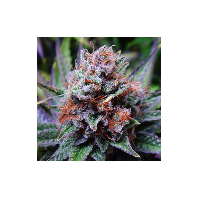 Cassis auto milf seeds Graines de Collection