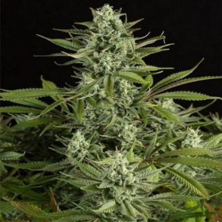 Chambéry auto milf seeds Graines de Collection