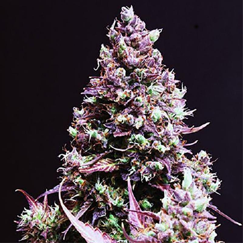 La lyonnaise auto milf seeds Graines de Collection