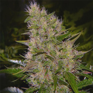 La marseillaise auto milf seeds Graines de Collection