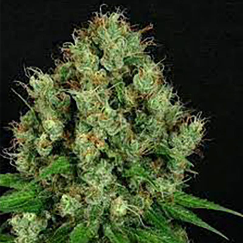 La parisienne auto milf seeds Graines de Collection