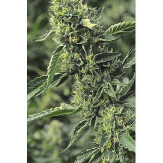 OG Kush - Féminisée - Humboldt Seeds