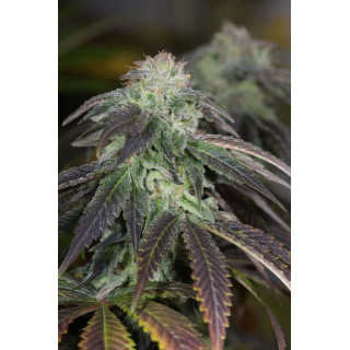 OG Kush - Féminisée - Humboldt Seeds