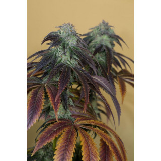 OG Kush - Féminisée - Humboldt Seeds