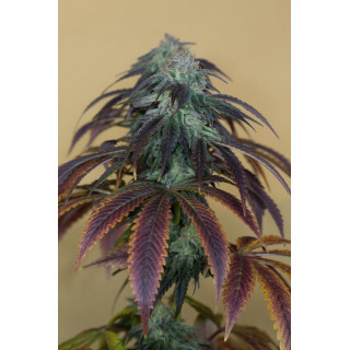 OG Kush - Féminisée - Humboldt Seeds