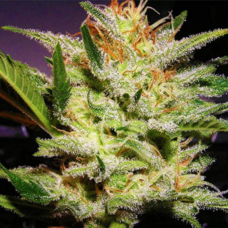 Amnesia haze féminisée FCD Seeds Graines de Collection