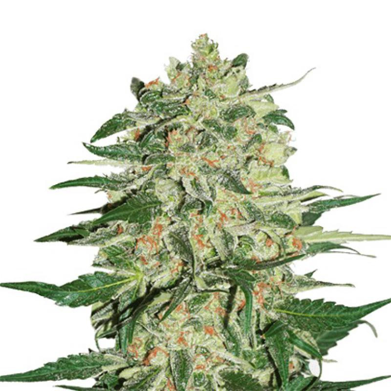 Big bud auto FCD seeds Graines de Collection