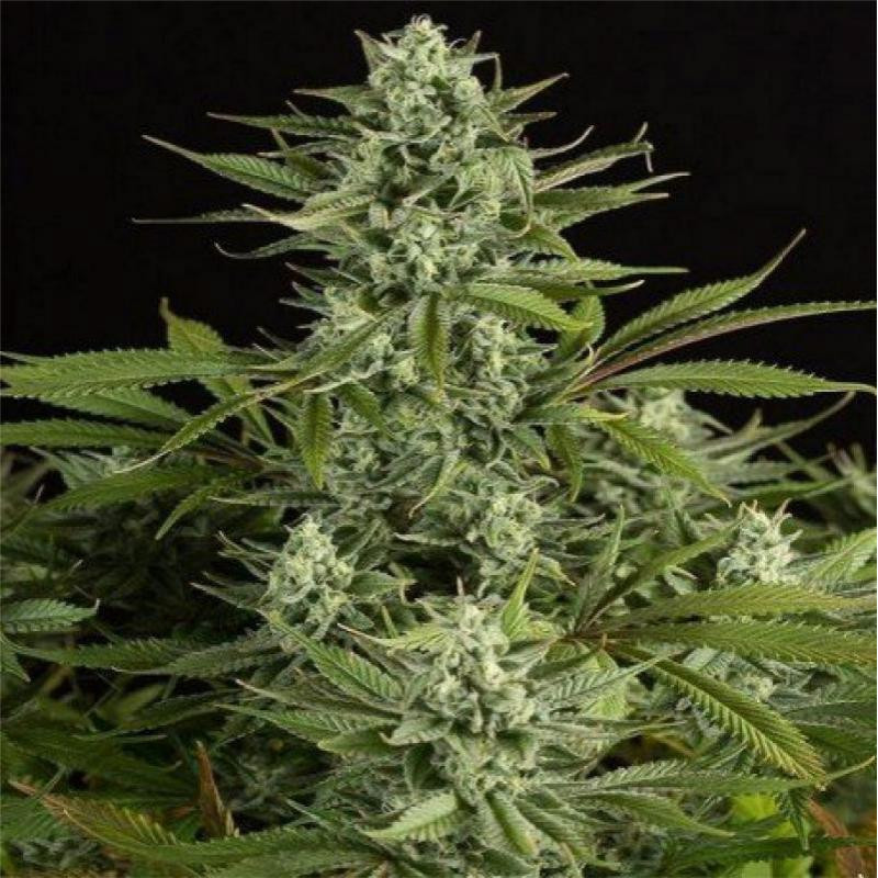 Cheese feminisee FCD Seeds Graines de Collection