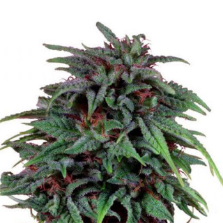 Durban poison feminisee FCD seeds Graines de Collection