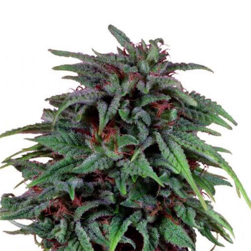 Durban poison feminisee FCD seeds Graines de Collection