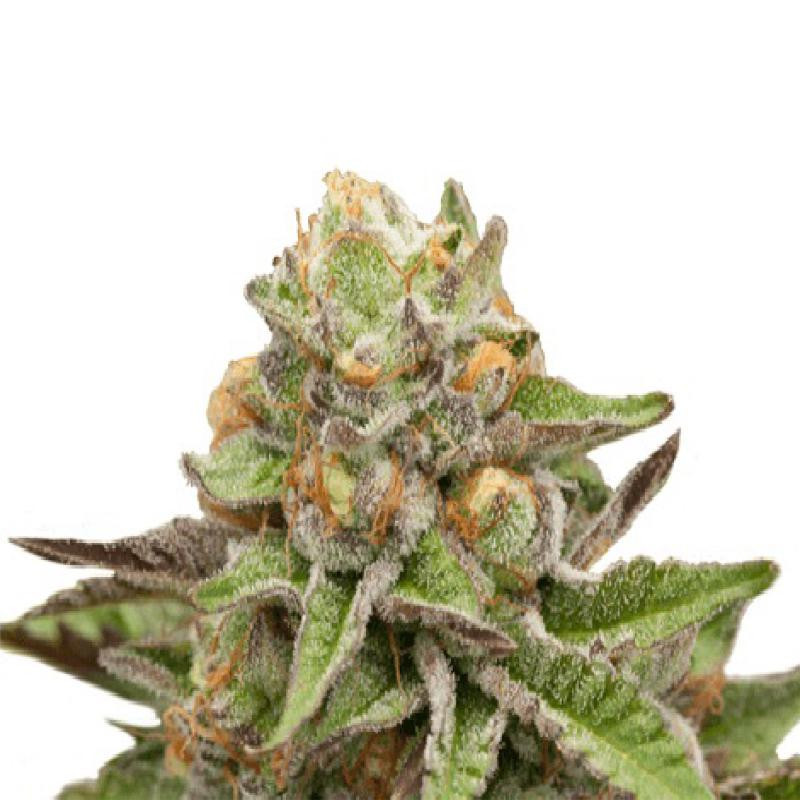 Graines De Collection Banana Punch - 4 Graines Avec Kit De Germination, Génétique Rare Et Exclusive