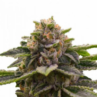 Girl scout cookies feminisee FCD seeds Graines de Collection