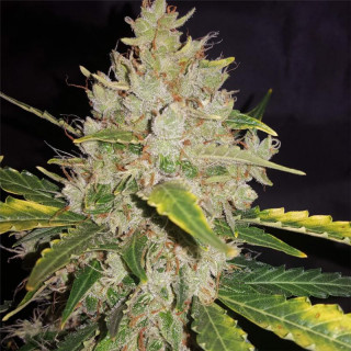 Gorilla glue auto FCD seeds Graines de Collection