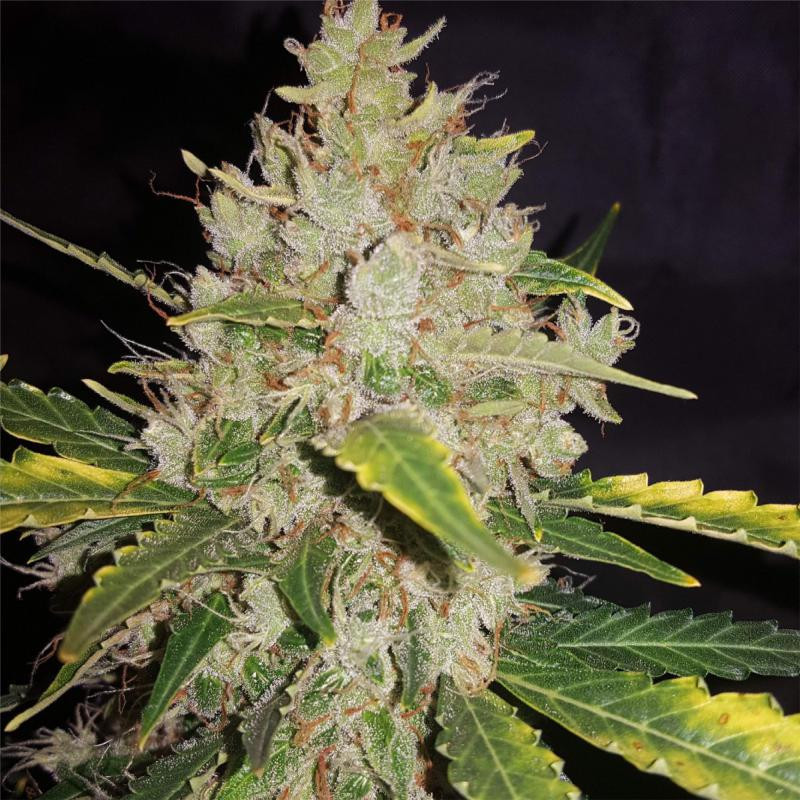 Gorilla glue feminisee FCD seeds Graines de Collection