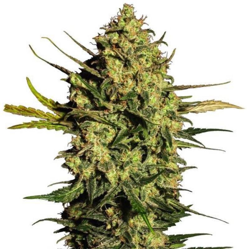 Master kush feminisee FCD seeds Graines de Collection
