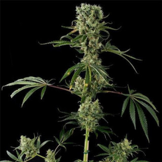 Moby dick auto FCD seeds Graines de Collection