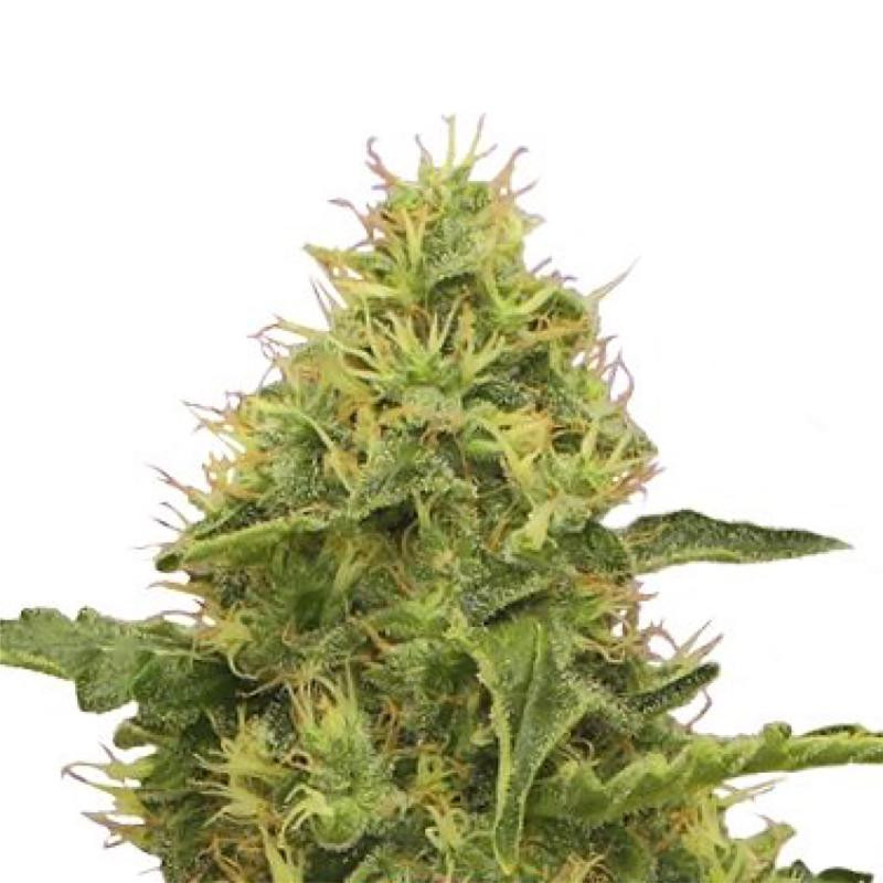 Northern light feminisee FCD seeds Graines de Collection