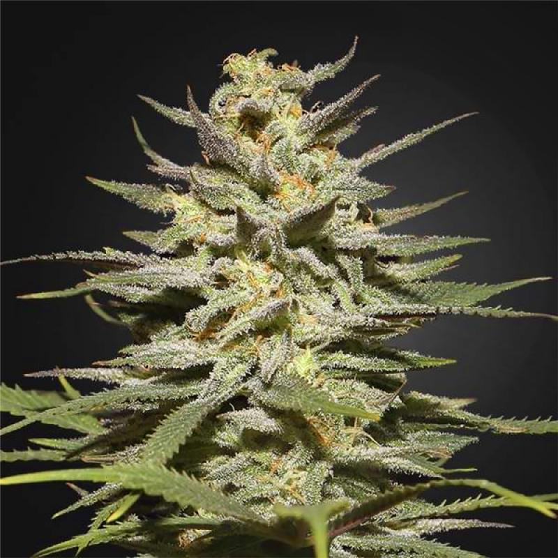 Super lemon haze feminisee FCD seeds Graines de Collection