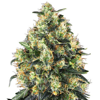 Super Skunk - Féminisée - FCD Seeds - Graines de Collection