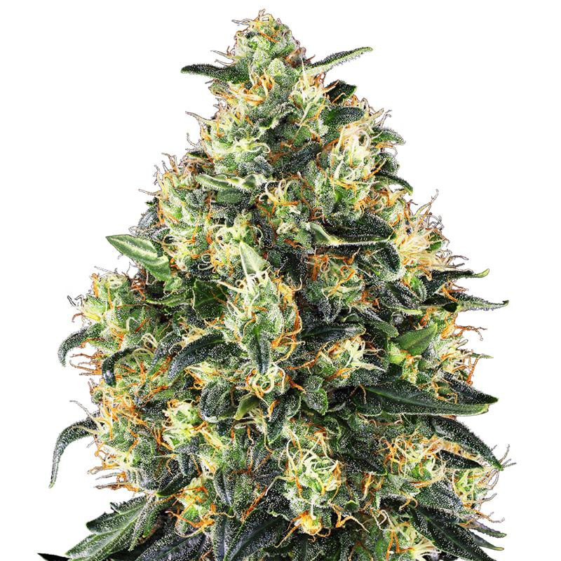 Super Skunk - Féminisée - FCD Seeds - Graines de Collection