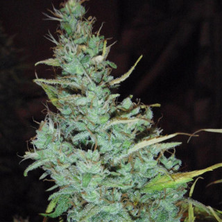 White russian auto FCD seeds Graines de Collection