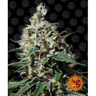 Graine de Collection - Pepper Mint Kush FEM - Barney's Farm - ROOTS.FR