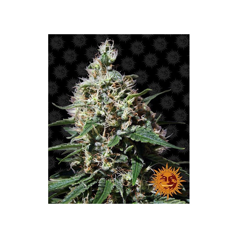Graine de Collection - Pepper Mint Kush FEM - Barney's Farm - ROOTS.FR