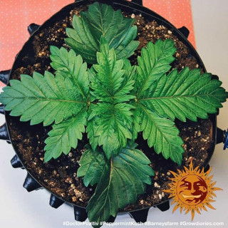 Graine de Collection - Pepper Mint Kush FEM - Barney's Farm - ROOTS.FR