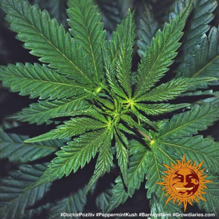 Graine de Collection - Pepper Mint Kush FEM - Barney's Farm - ROOTS.FR