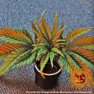 Graine de Collection - Pepper Mint Kush FEM - Barney's Farm - ROOTS.FR