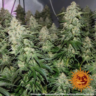 Peppermint Kush - Féminisée - Barney's Farm | ROOTS-SEEDS.FR