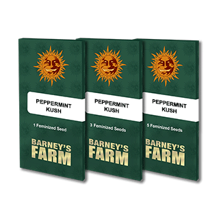 Peppermint Kush - Féminisée - Barney's Farm | ROOTS-SEEDS.FR