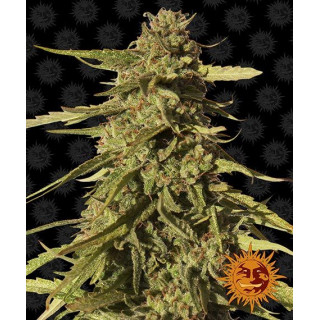 Graine de Collection Red Cherry Berry - FEM - Barney's Farm - ROOTS.FR