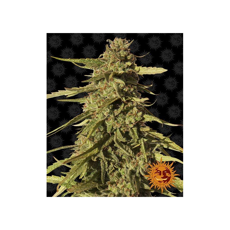 Graine de Collection Red Cherry Berry - FEM - Barney's Farm - ROOTS.FR