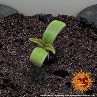 Graine de Collection Red Cherry Berry - FEM - Barney's Farm - ROOTS.FR