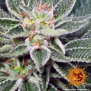 Graine de Collection Red Cherry Berry - FEM - Barney's Farm - ROOTS.FR