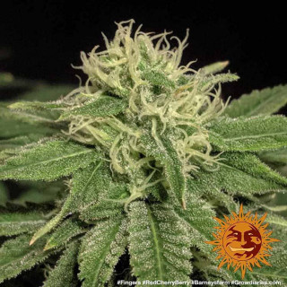 Graine de Collection Red Cherry Berry - FEM - Barney's Farm - ROOTS.FR