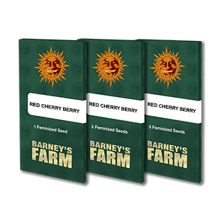 Graine de Collection Red Cherry Berry - FEM - Barney's Farm - ROOTS.FR
