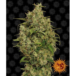 Graines de Collection - Sweet Tooth 1 - FEM - Barney's Farm - ROOTS.FR