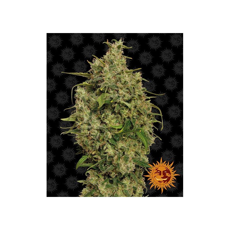 Graines de Collection - Sweet Tooth 1 - FEM - Barney's Farm - ROOTS.FR
