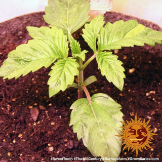 Graines de Collection - Sweet Tooth 1 - FEM - Barney's Farm - ROOTS.FR