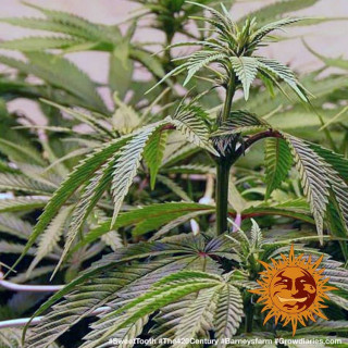 Graines de Collection - Sweet Tooth 1 - FEM - Barney's Farm - ROOTS.FR