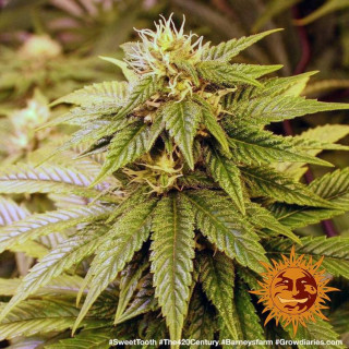 Graines de Collection - Sweet Tooth 1 - FEM - Barney's Farm - ROOTS.FR