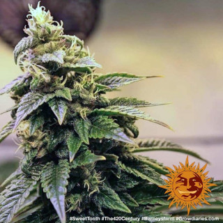 Graines de Collection - Sweet Tooth 1 - FEM - Barney's Farm - ROOTS.FR