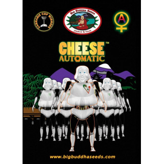Cheese auto big buddha seeds