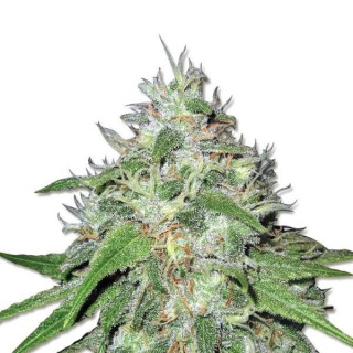 Amnesia Haze - Féminisée - Nirvana Seeds - Graines de collection