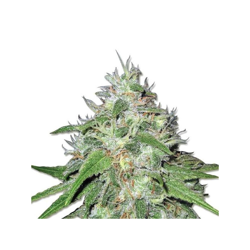 Amnesia Haze - Féminisée - Nirvana Seeds - Graines de collection