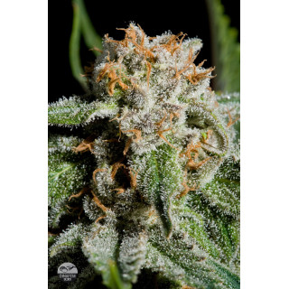 Royal Haze - Féminisée - Dinafem - Graines de collection