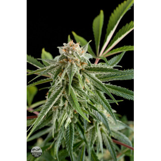Royal Haze - Féminisée - Dinafem - Graines de collection