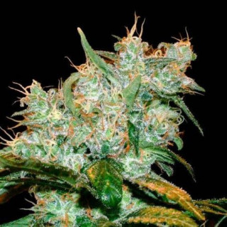 Royal Haze - Féminisée - Dinafem - Graines de collection